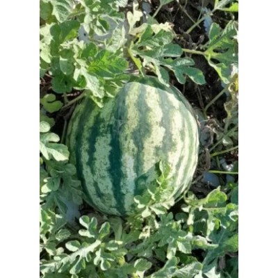 Флорида F1 - семена арбуза, 1000сем., Libra Seeds